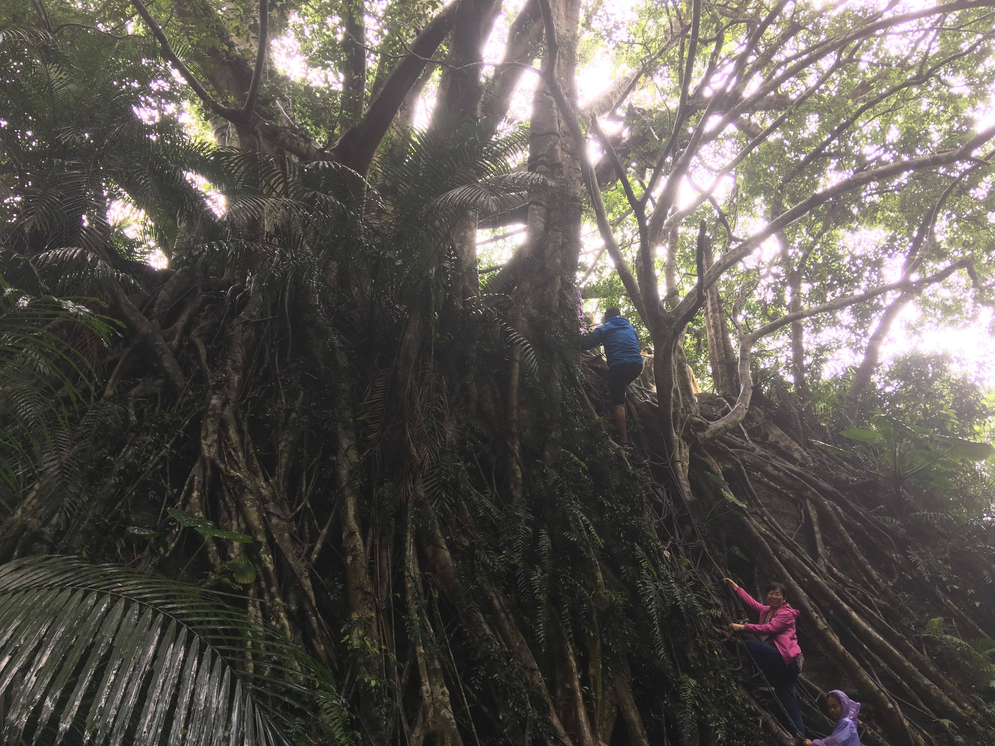 圖2 學員老師們在雨天仍然堅毅地在森林中攀爬著,熱情地探索這片森林。